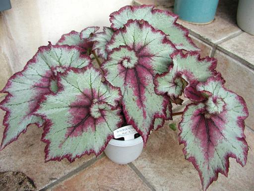 B. Uzumomiji